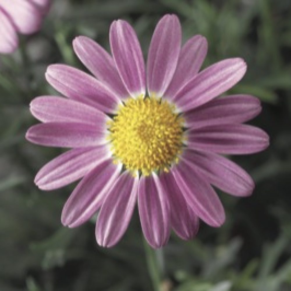 ARGYRANTHEMUM pink