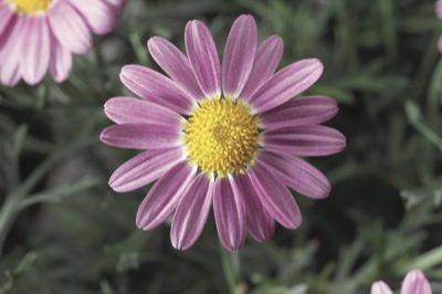ARGYRANTHEMUM pink