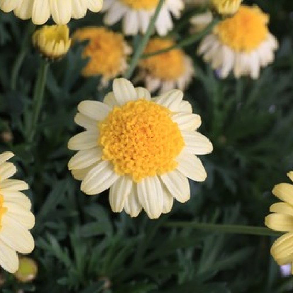 ARGYRANTHEMUM sole mio