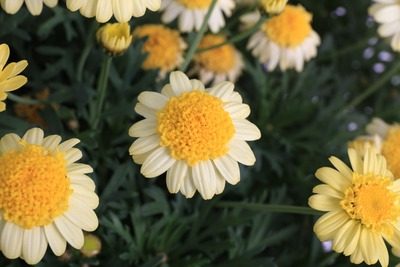 ARGYRANTHEMUM sole mio