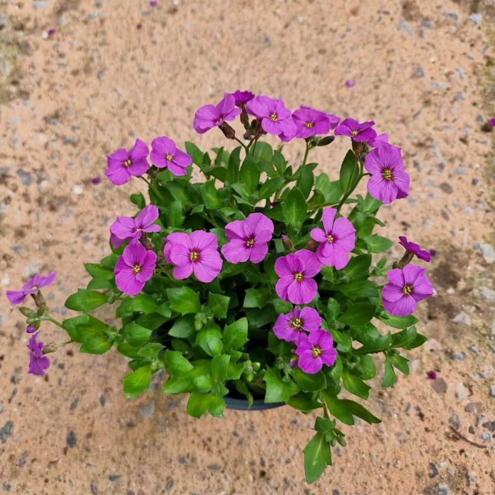 AUBRIETA ANTIQUE ROSE