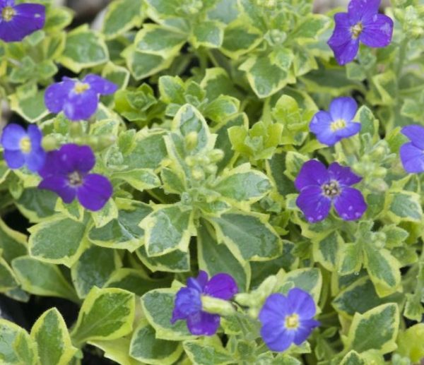 AUBRIETIA WESTACRE GOLD