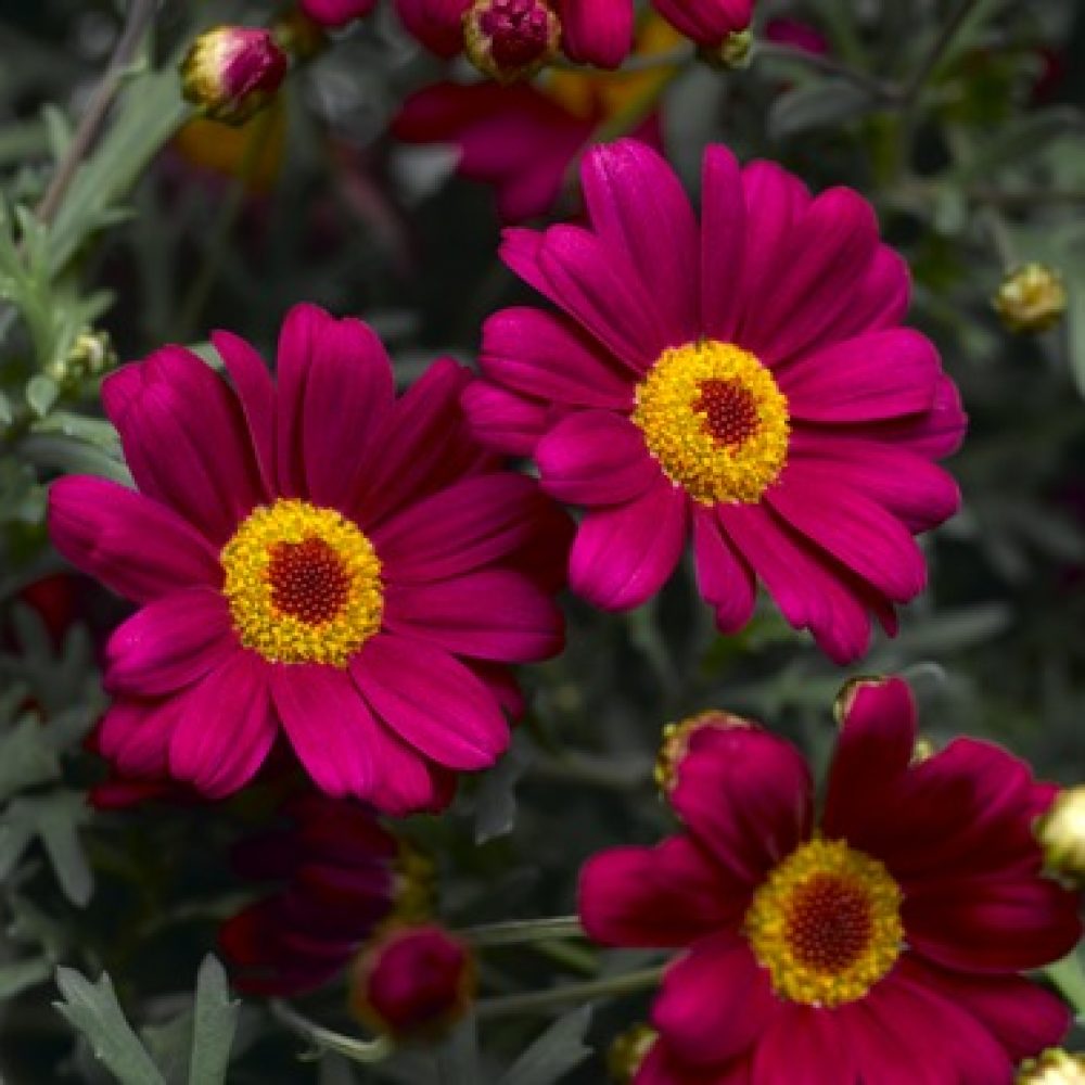 Agryanthemum red