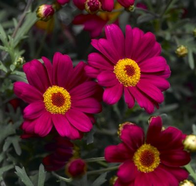 Agryanthemum red