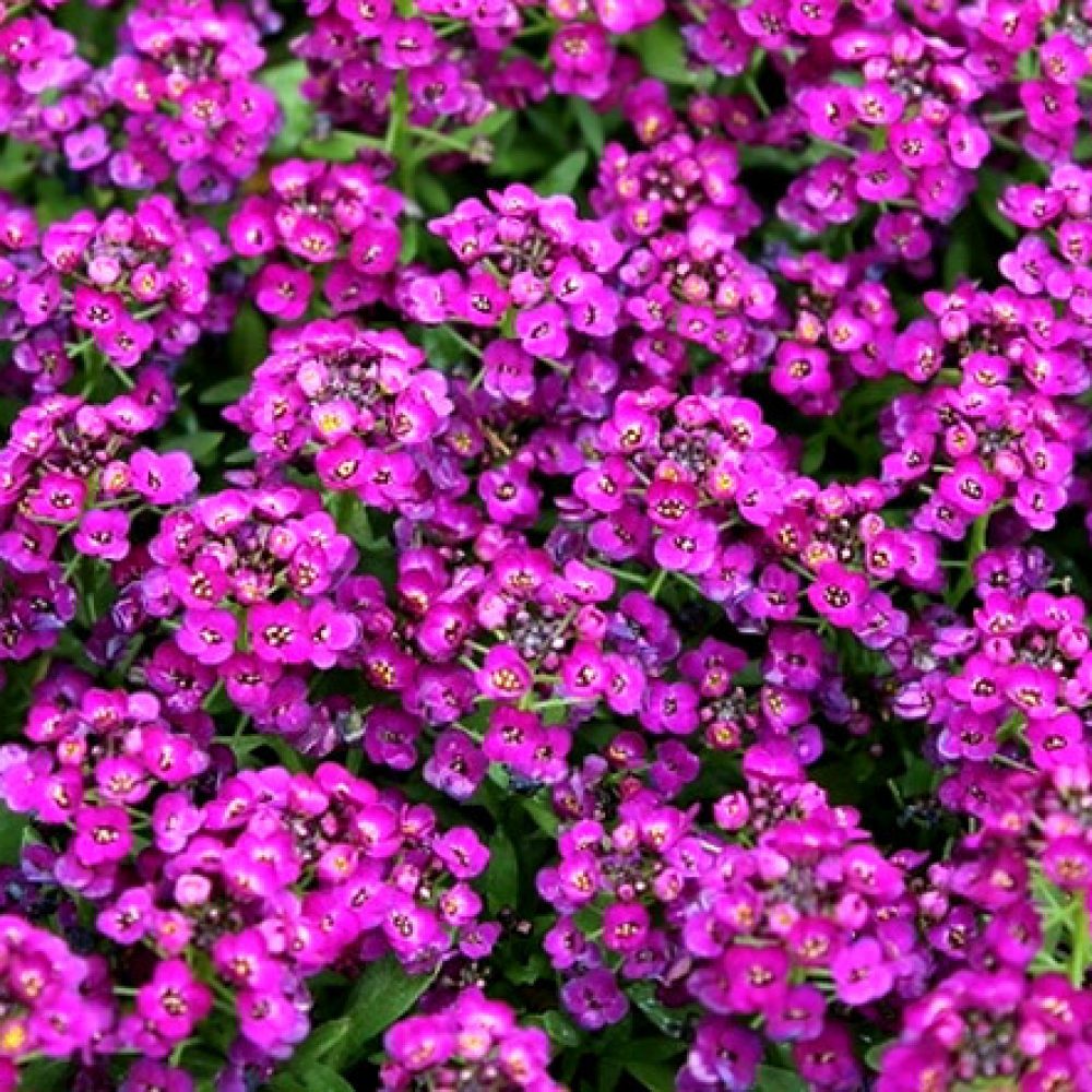 Alyssum_Purple