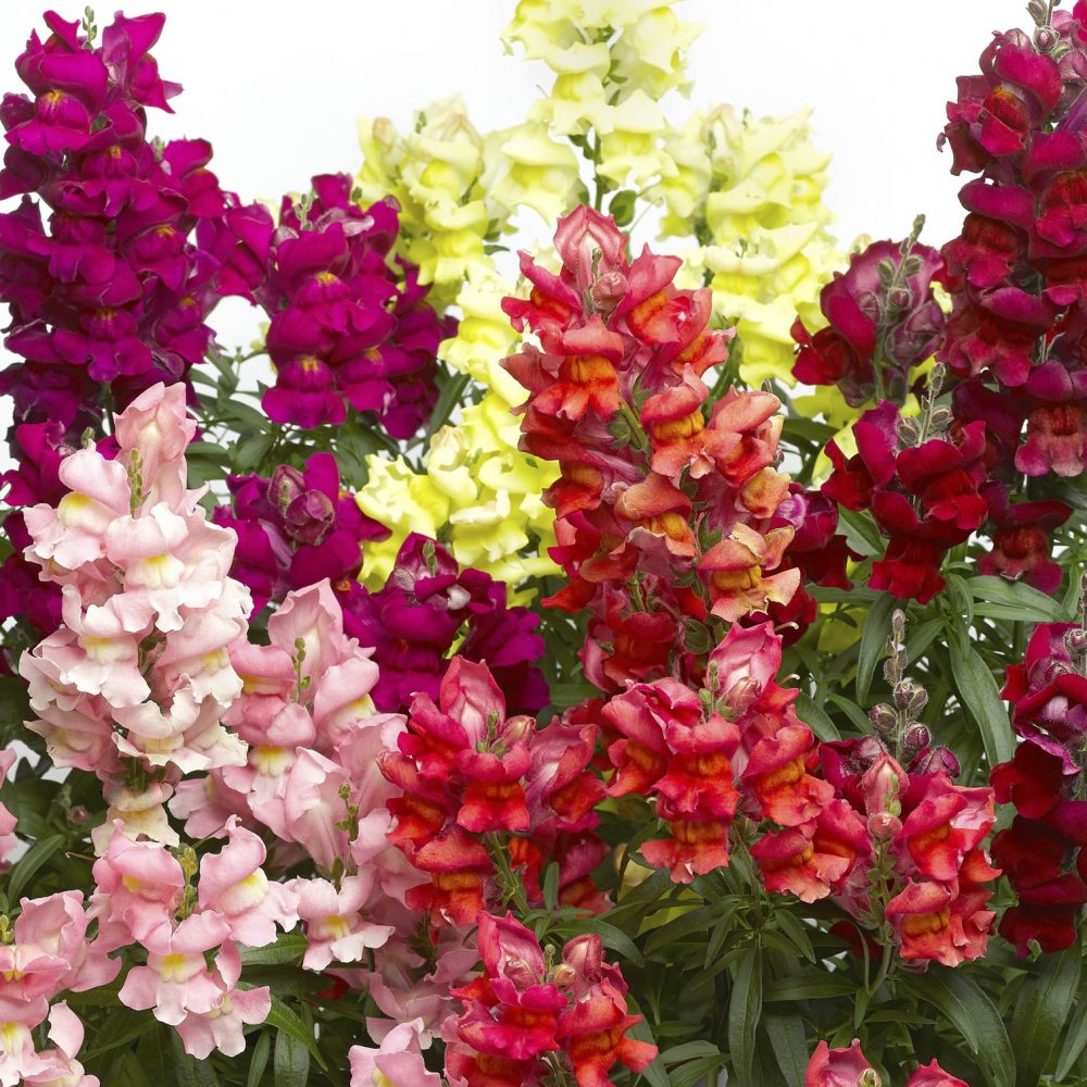 ANTIRRHINUM mixed