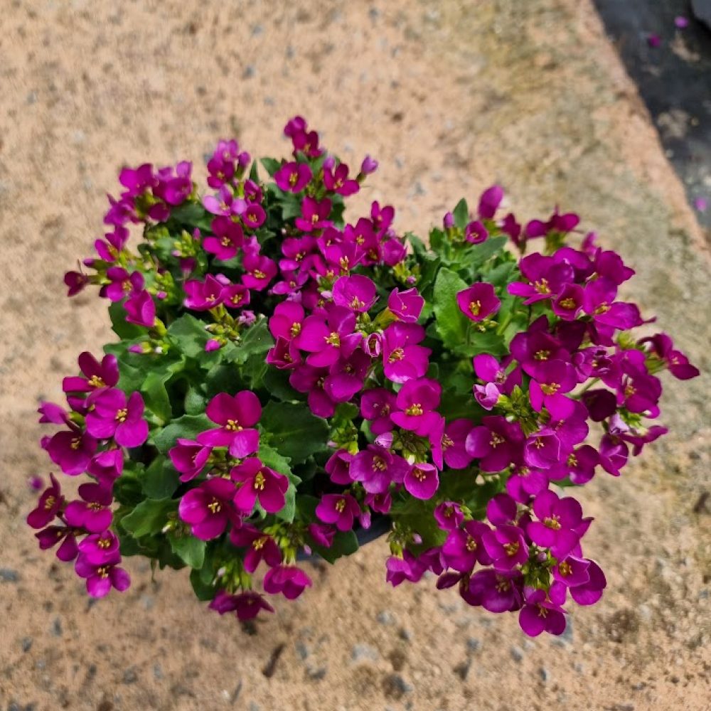 Arabis Little Treasure Rose