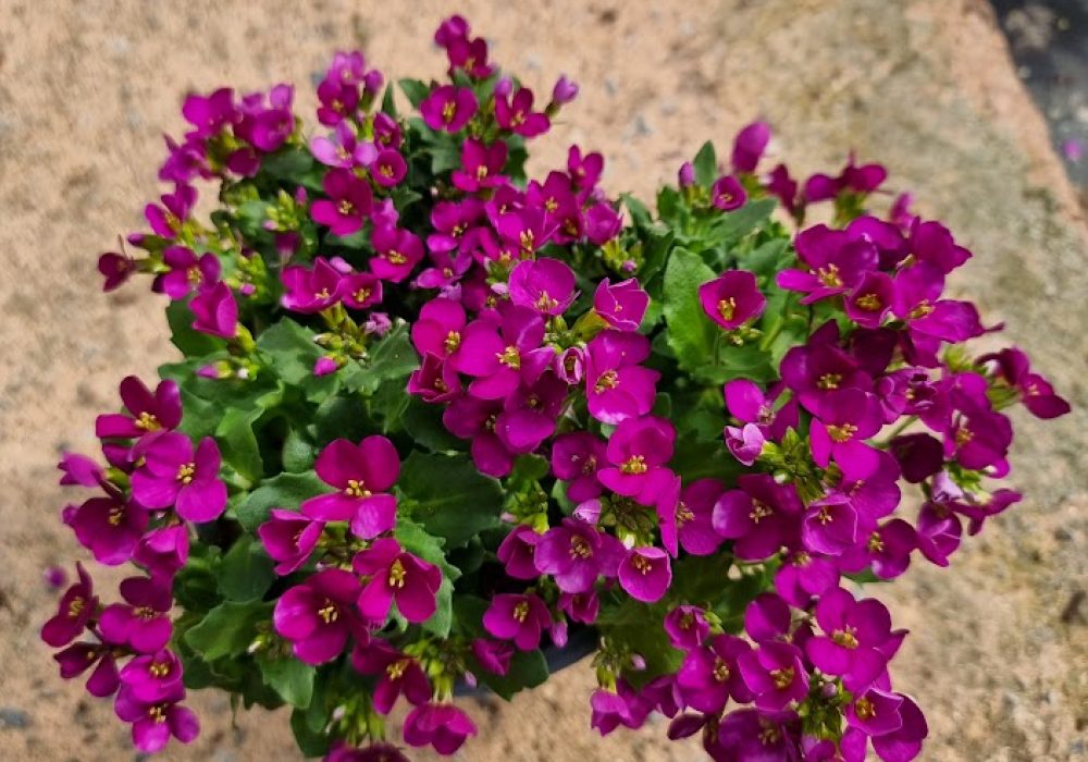 Arabis Little Treasure Rose