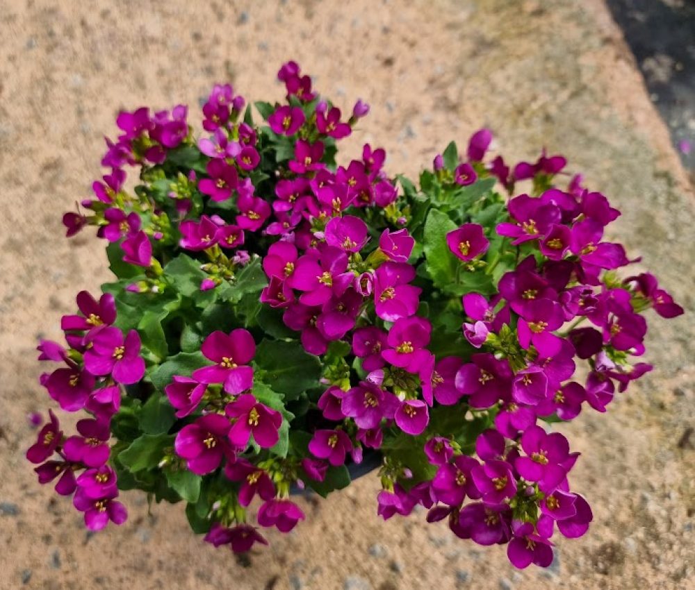 Arabis Little Treasure Rose