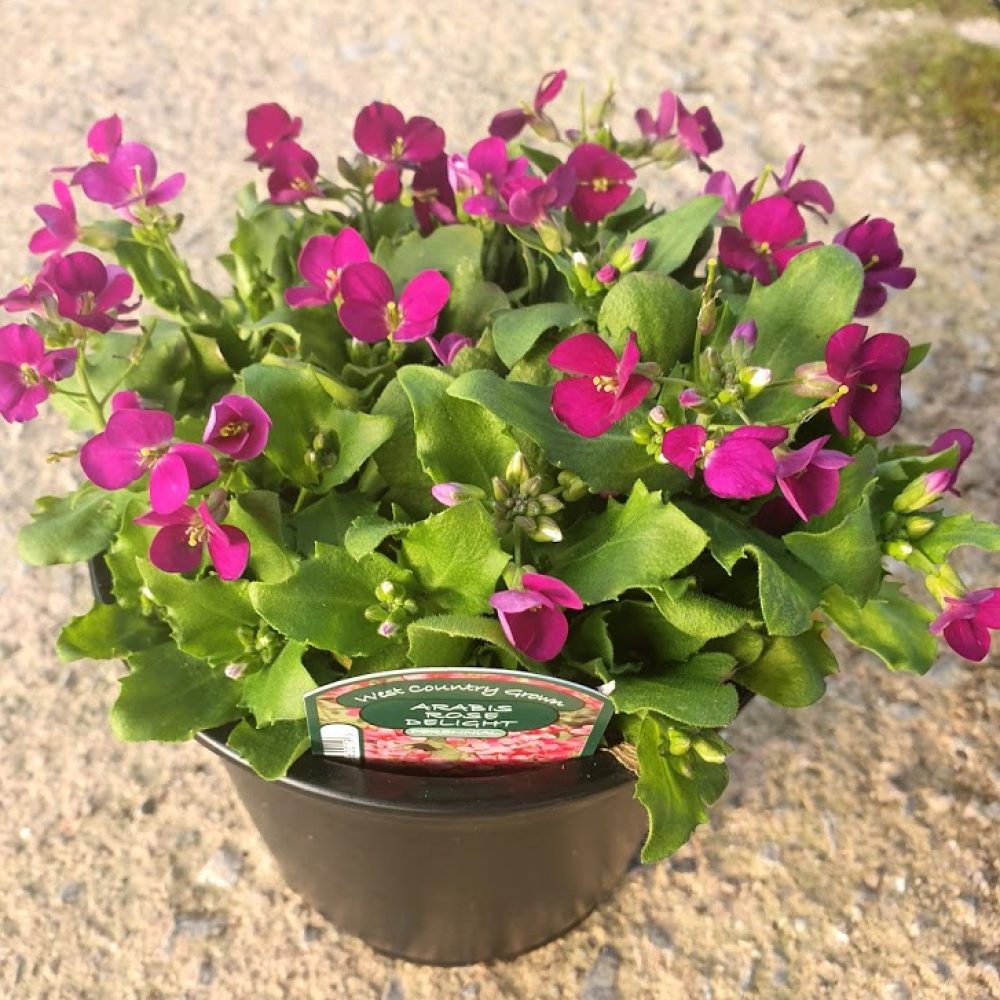 Arabis Rose Delight