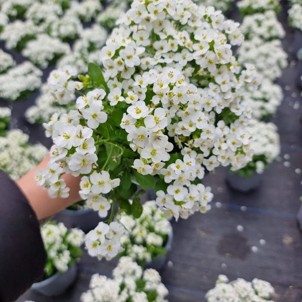 Arabis White