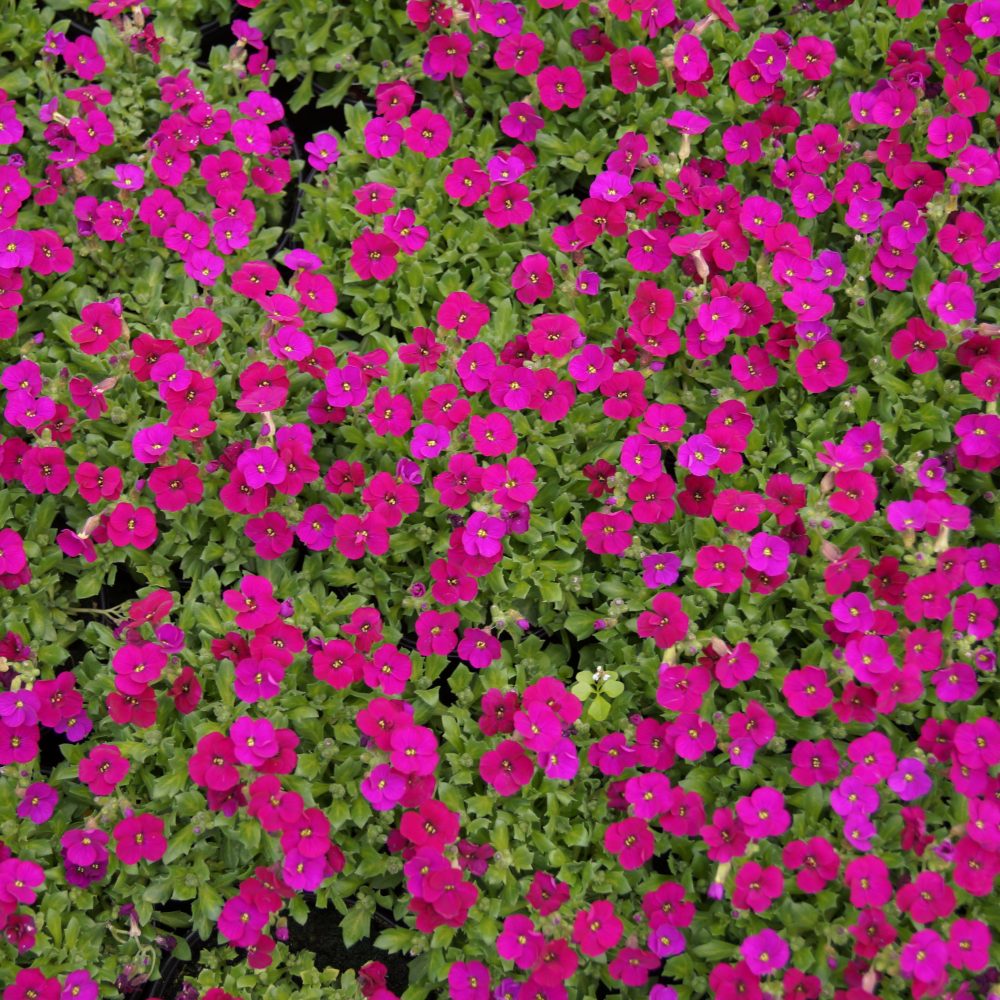 AUBRIETA AXCENT DARK RED