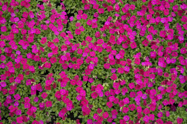 AUBRIETA AXCENT DARK RED