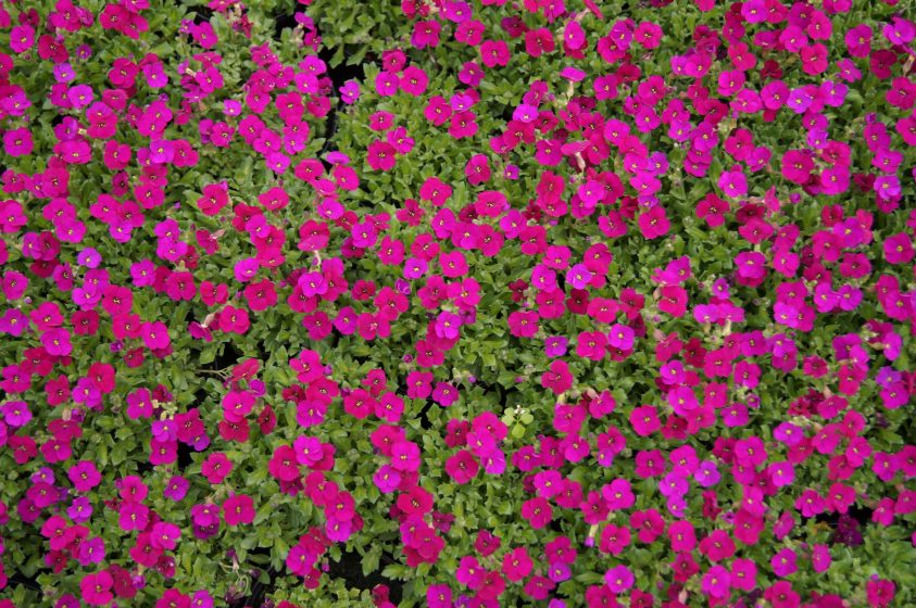 AUBRIETA AXCENT DARK RED