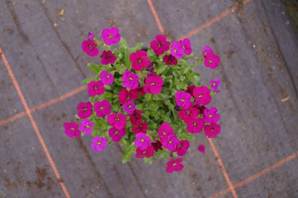 AUBRIETA AXCENT DARK RED