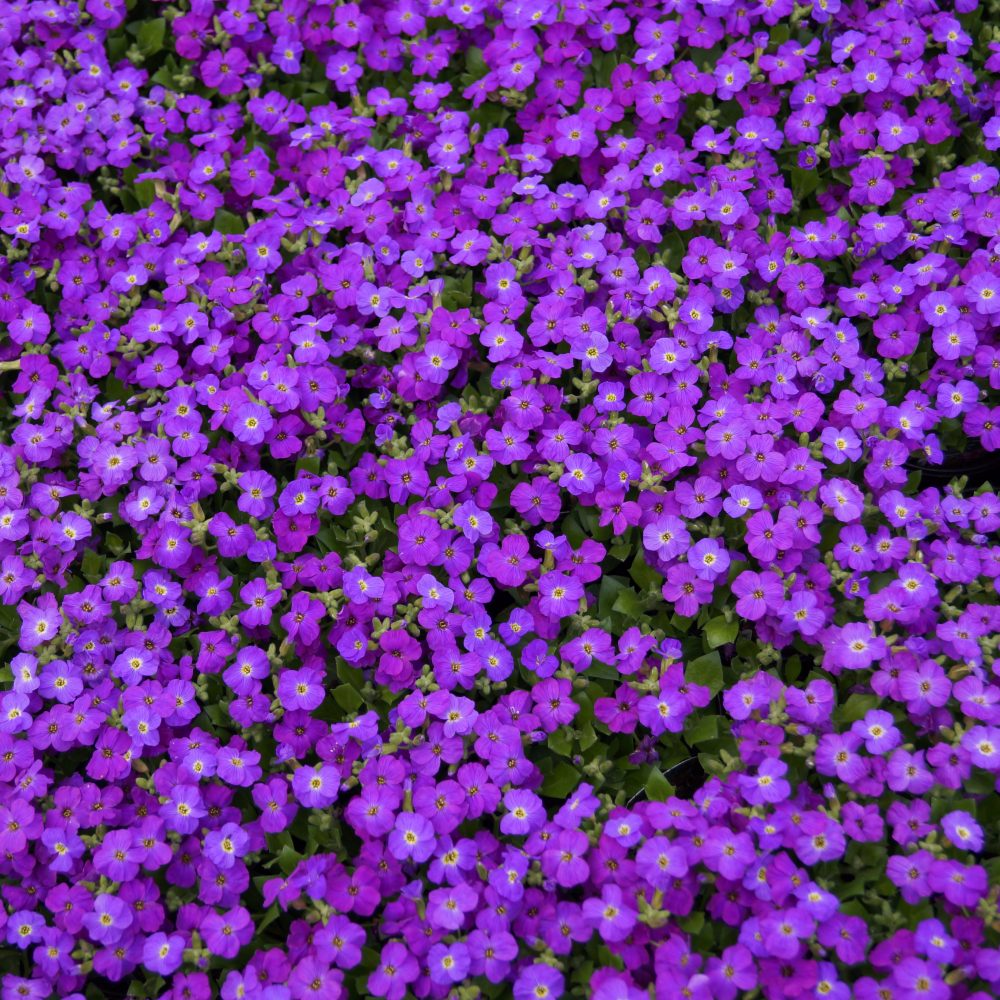 Aubretia blue with eye