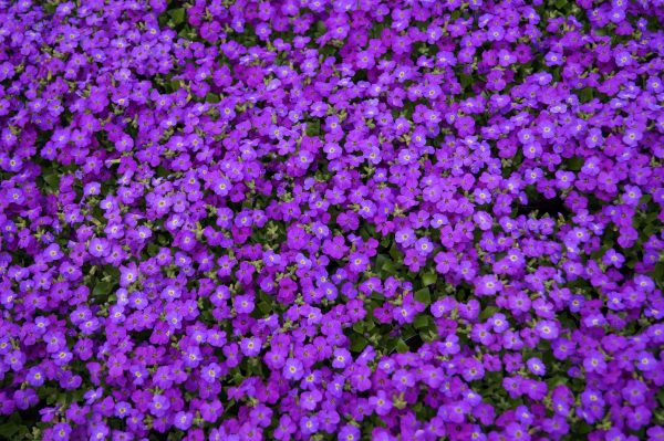 Aubretia blue with eye