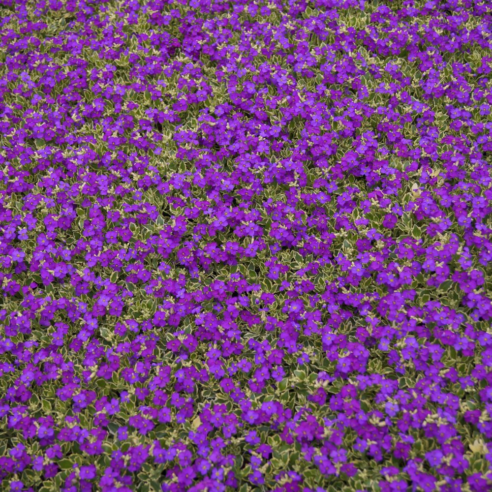 Aubretia Dr Mules