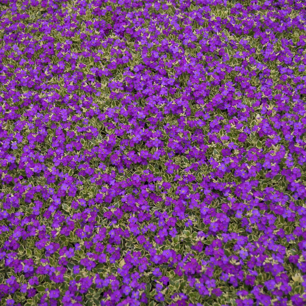 Aubretia Dr Mules