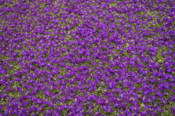 Aubretia Dr Mules