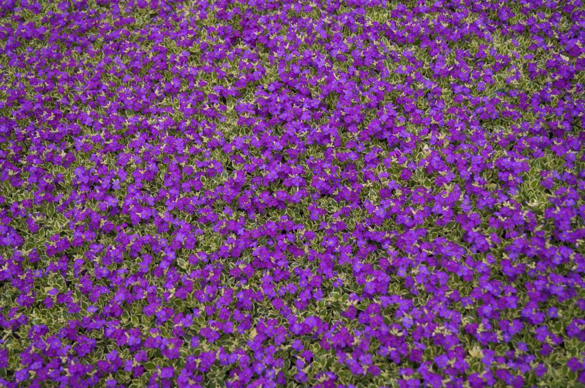 Aubretia Dr Mules