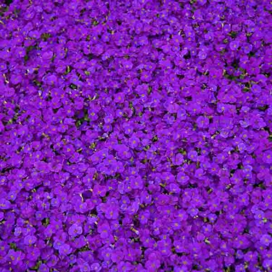 Aubretia (4)