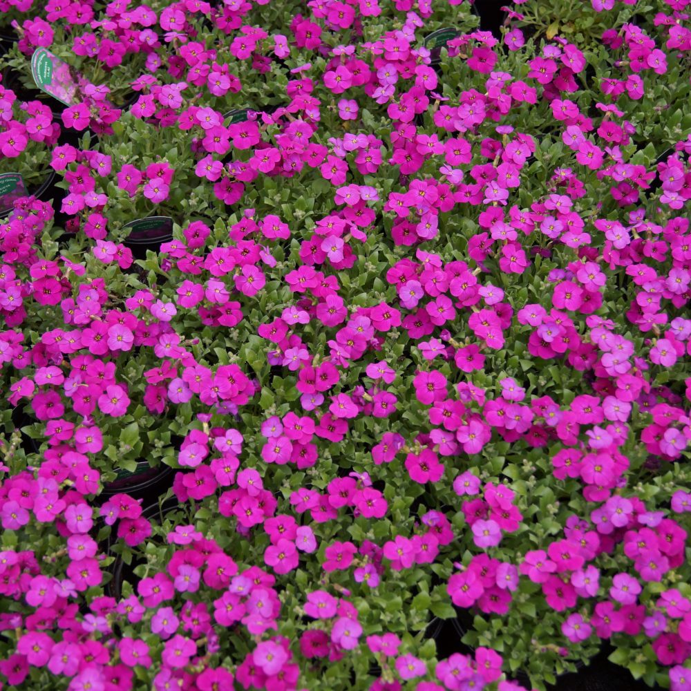 Aubretia Lilac