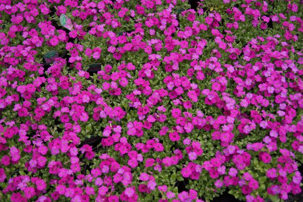 Aubretia Lilac