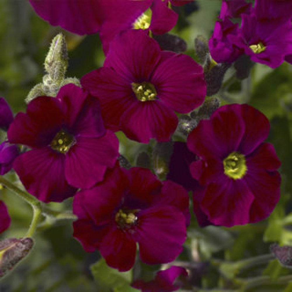 Aubrieta BURGUNDY