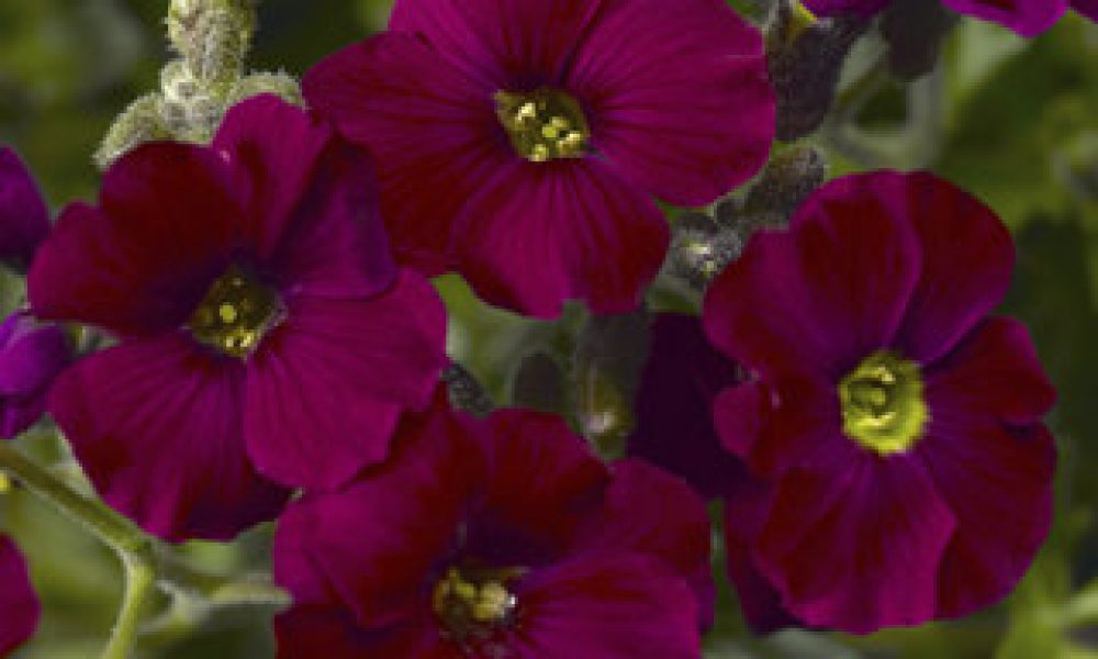 Aubrieta BURGUNDY
