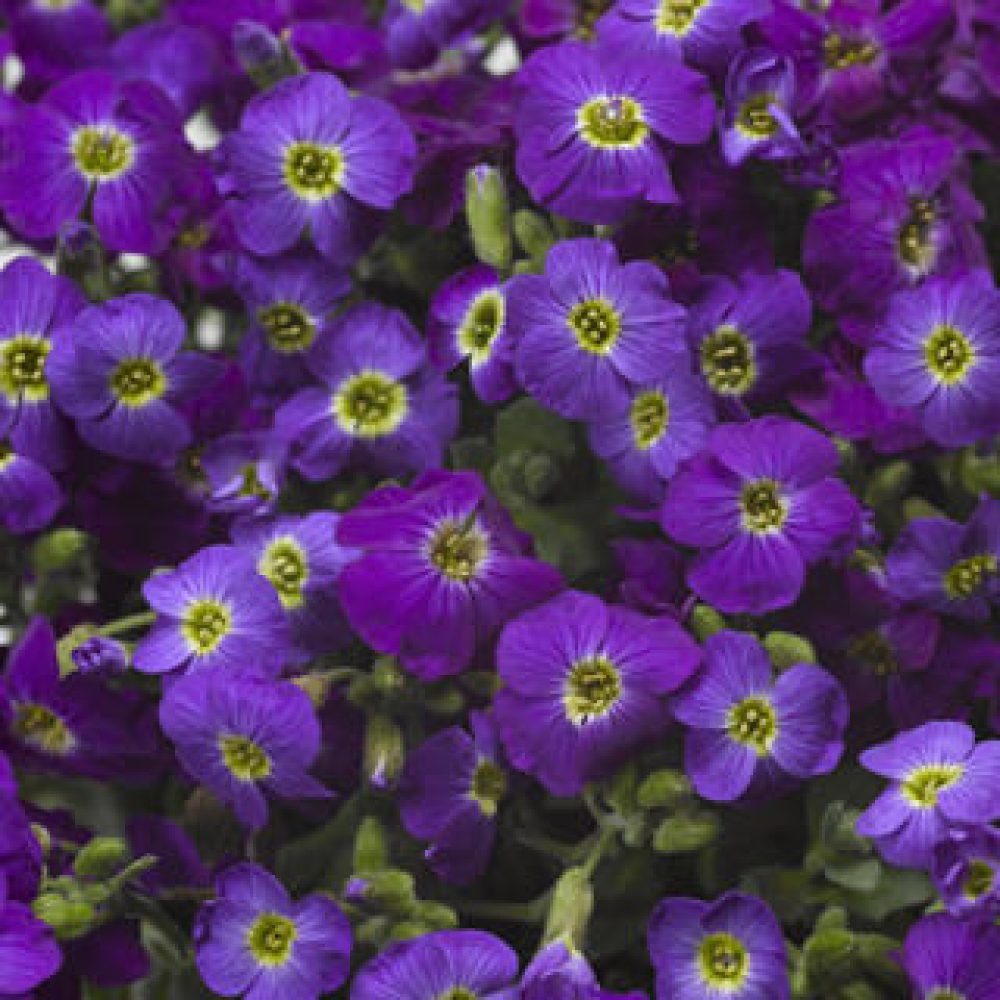 Aubrieta violet with eye