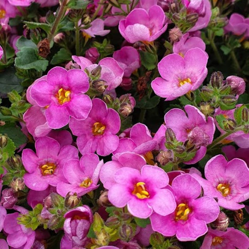 Bacopa Deep Pink