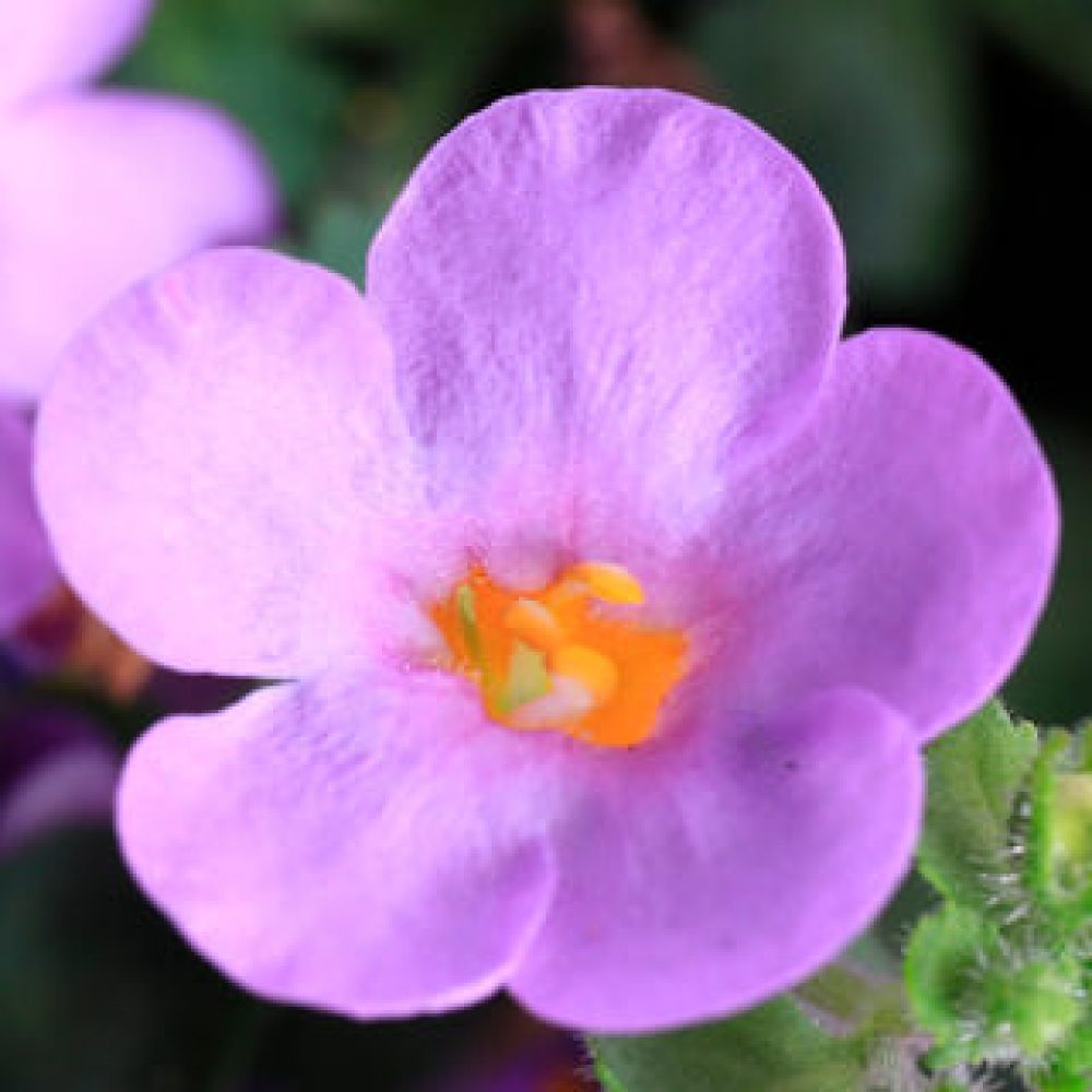 Bacopa Jumbo Lavender