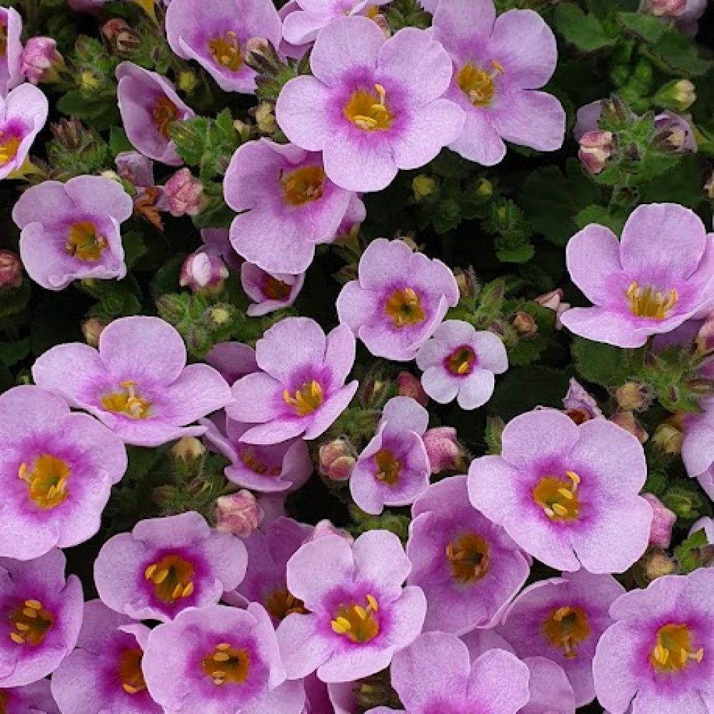 Bacopa Soft Pink