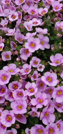 Bacopa Soft Pink