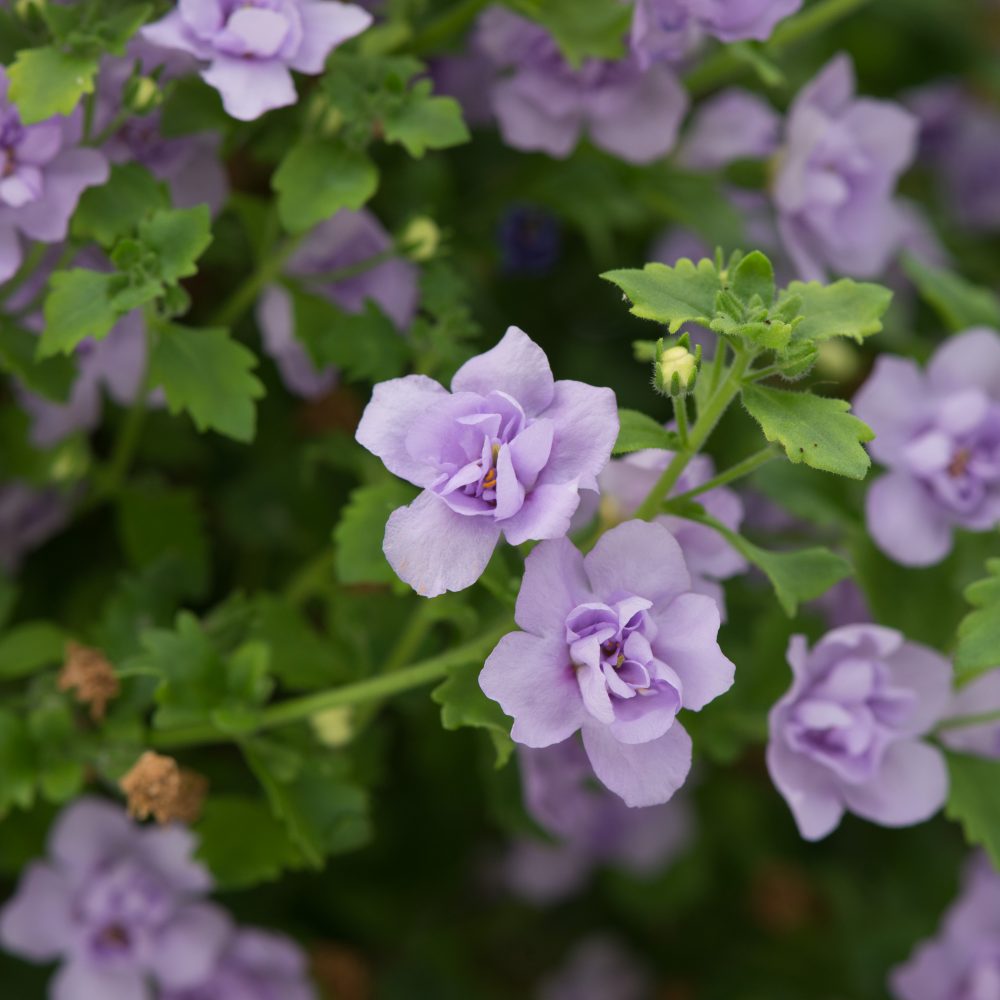 Bacopa Double Lavender