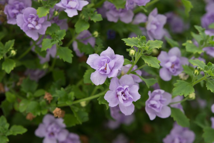 Bacopa Double Lavender