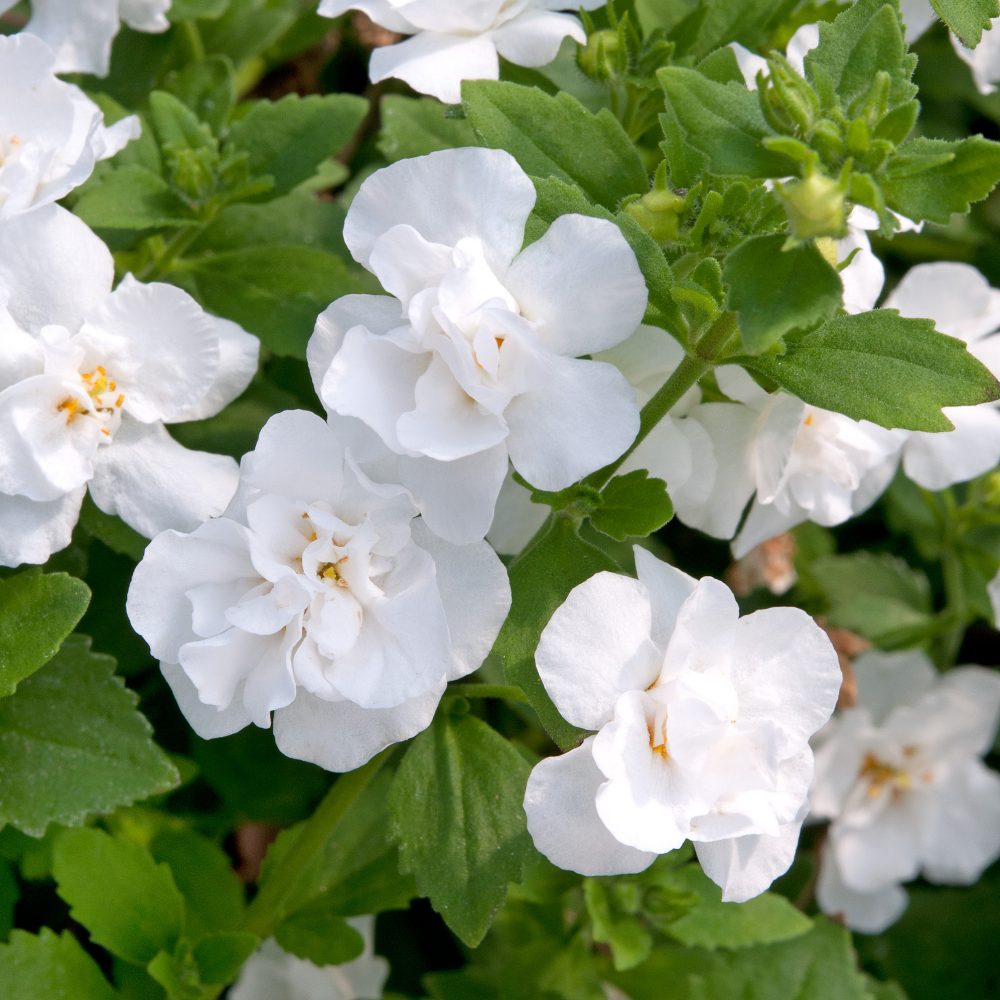 Bacopa Double White