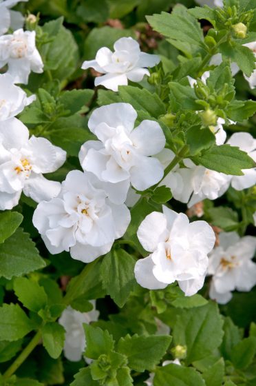 Bacopa Double White