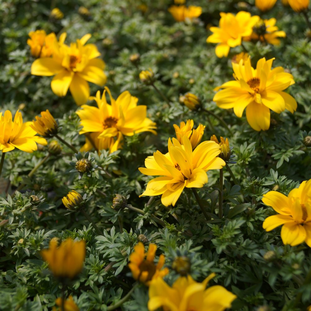 Bidens Yellow charm