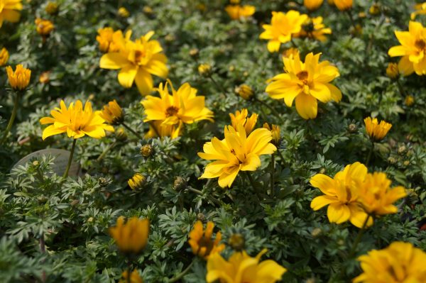 Bidens Yellow charm