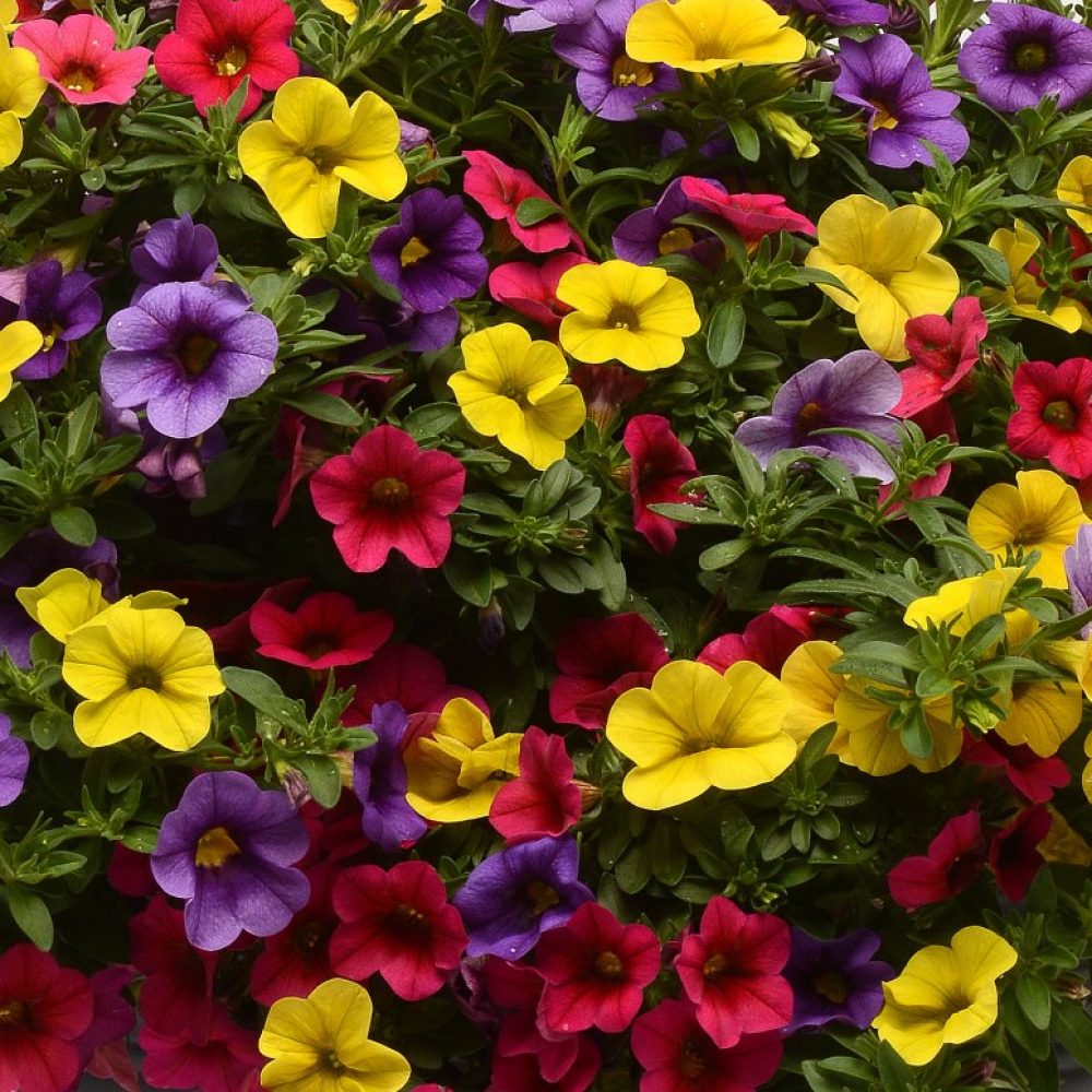 CALIBRACHOA HULA MIX