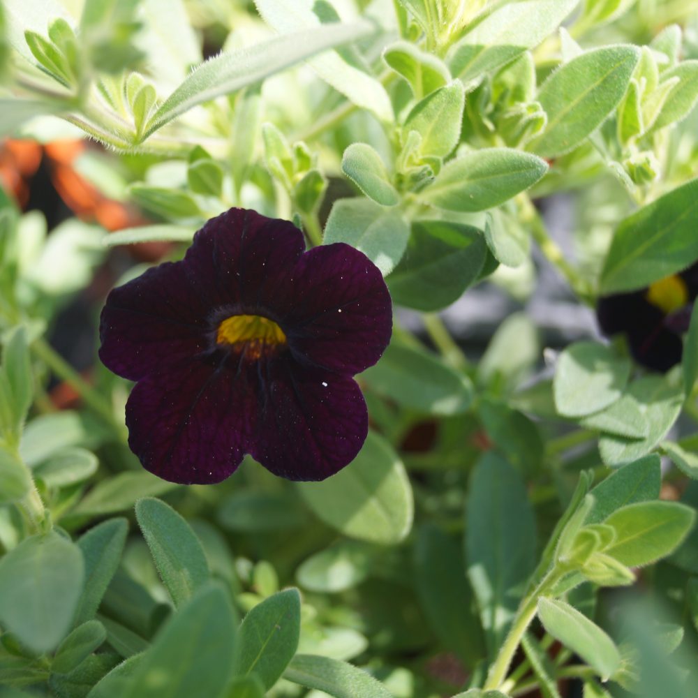 Calibrachoa blackcherry