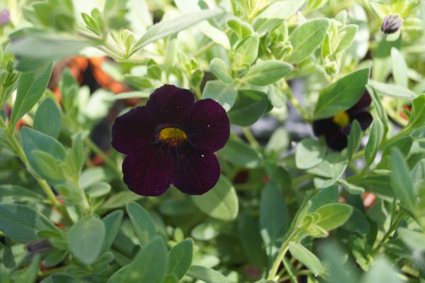 Calibrachoa blackcherry