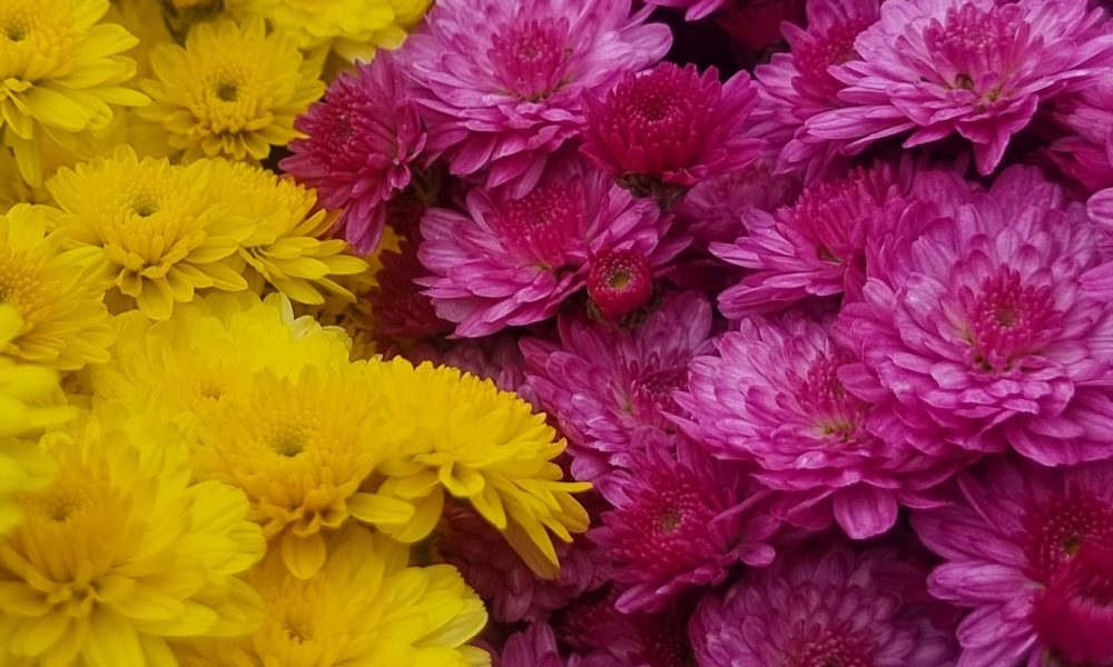 Chrysanthemums