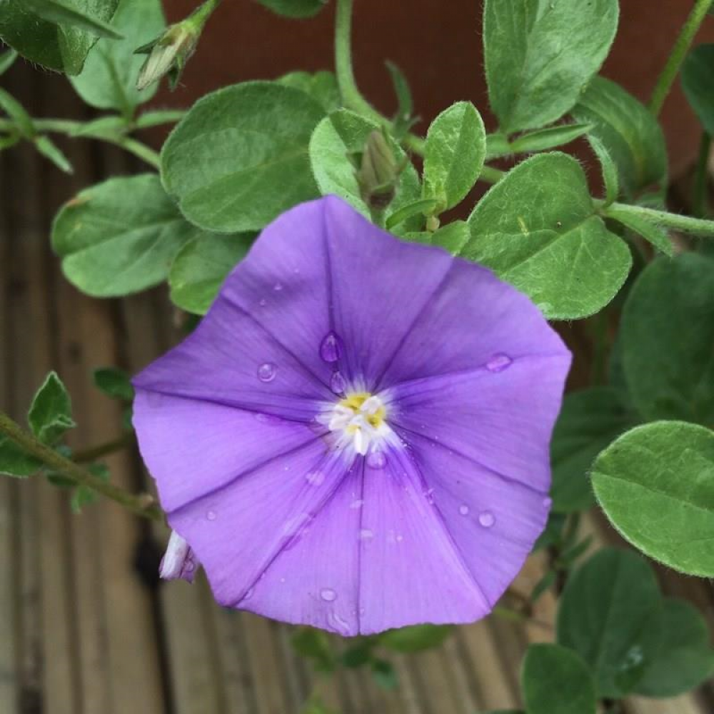 Convolvulus Blue- 10cm