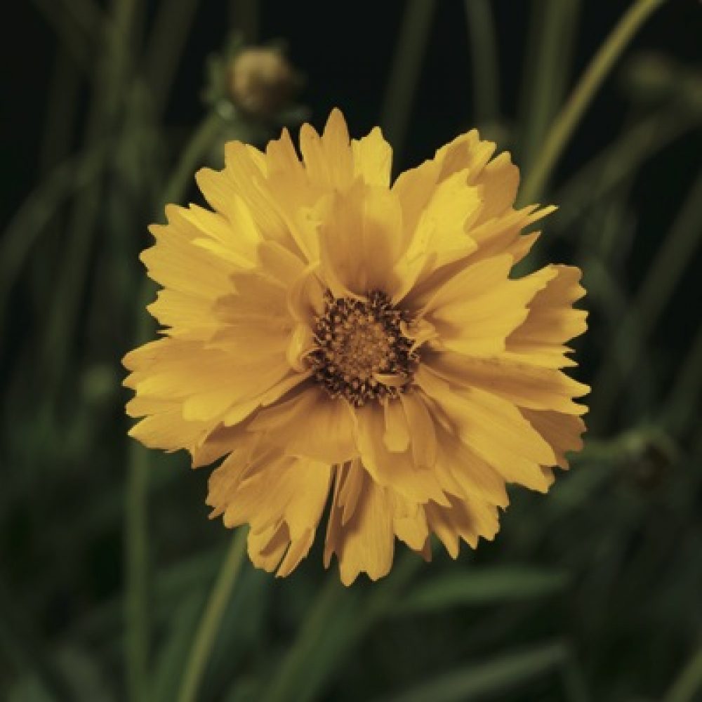 Coreopsis Early Sunrise