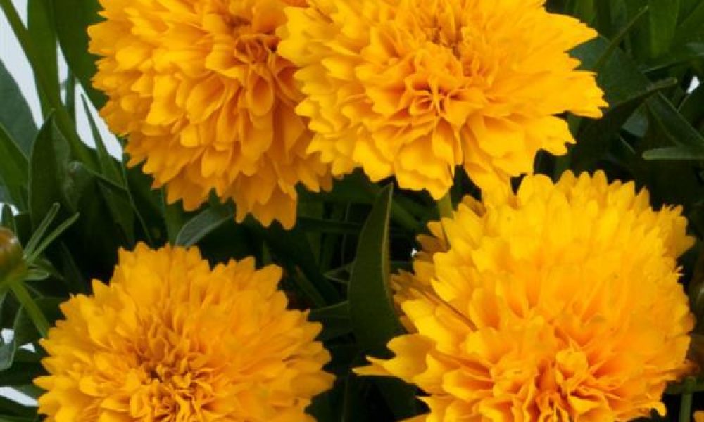 Coreopsis Golden Sphere