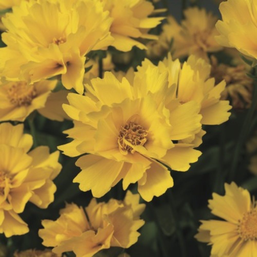 Coreopsis Illico