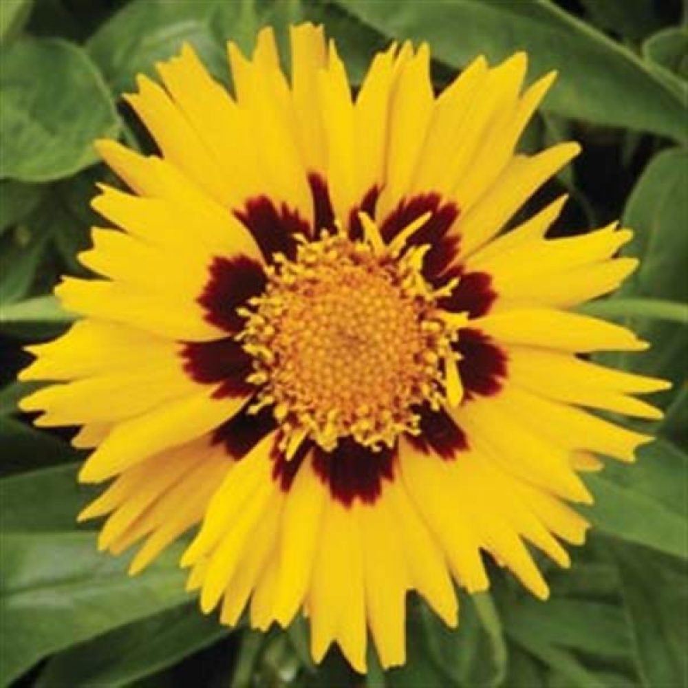 Coreopsis Sunfire